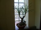 Beaucarnea recurvata