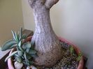 Beaucarnea recurvata