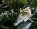 helleborus double ellen white spotted