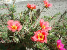 Portulaca grandiflora Hook.1829.