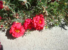 Portulaca grandiflora Hook.1829.