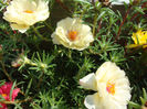 Portulaca grandiflora Hook.1829.