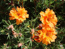 Portulaca grandiflora Hook.1829.