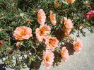 Portulaca grandiflora Hook.1829.