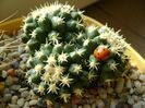 Echinocactus grusonii v. brevispinus