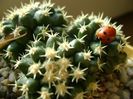 Echinocactus grusonii v. brevispinus
