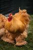 Image021
