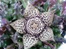 Orbea Variegata(Stapelia)