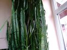 EuphorbiaTrigonas