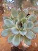 Echeveria Pulidonis Derenbergii