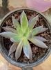Echeveria Atropurpurea Black Knight