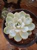Echeveria Elegans - Mexican Snowball