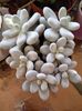 Pachyphytum Oviferum-planta drajeu