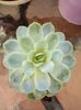 Echeveria Derenbergii
