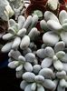 Pachyphytum Oviferum-planta drajeu