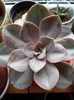 EcheveriaPurplePearl