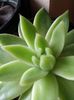 EcheveriaAgavoides