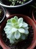 Echeveria Derenbergii