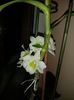 Orhidee Dendrobium