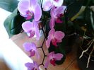 Orhidee Phalaenopsis
