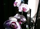 Orhidee Phalaenopsis