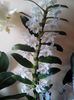 Orhidee Dendrobium