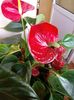 Anthurium Flamingo rosu