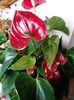 Anthurium Flamingo rosu