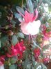 Fuchsia-Cercelus