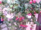 Fuchsia-Cercelus