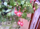 Fuchsia-Cercelus