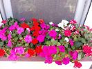 Impatiens-SporulCasei