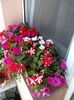 Impatiens-SporulCasei