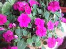 Impatiens-SporulCasei
