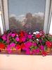 Impatiens-SporulCasei