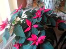 Poinsettia-EuphorbiaPulcherrima-SteauaCraciunului