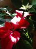 Poinsettia