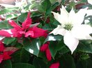 Poinsettia