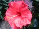 Hibiscus Cairo Red