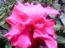 Hibiscus double pink-cyclam