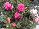Hibiscus Cairo Red,Hibiscus Double pink-Cyclam,Hibiscus Kona