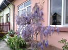 Glicina