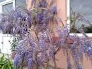 Glicina