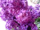 Liliac