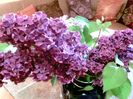 Liliac