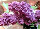 Liliac
