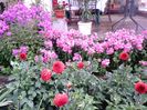 Dalii rosii si Phlox