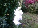 Gladiola alba