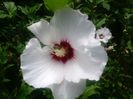 Hibiscus de gradina alb