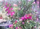 Cactusi , Bougainvillea , leandru